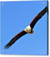 African Fish Eagle Acrylic Print