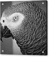 African Grey Parrot Acrylic Print