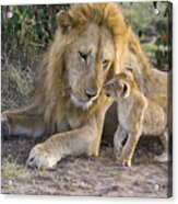 African Lion Cub Approaches Adult Male Acrylic Print