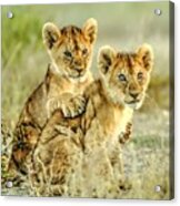 African Lion Cubs Acrylic Print