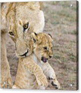 African Lion Mother Picking Up Cub Acrylic Print