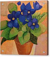 African Violets Acrylic Print