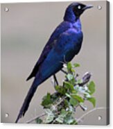 African White Eye Starling Acrylic Print