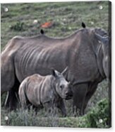 African White Rhino And Calf Acrylic Print
