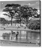 African Wildlife At The Waterhole In Black And White Acrylic Print