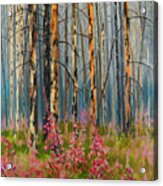 After Forest Fire Acrylic Print
