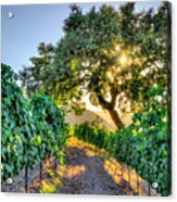 Afternoon In The Vineyard Acrylic Print