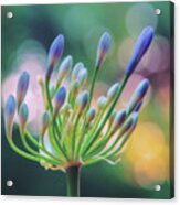 Agapanthus Dawn Acrylic Print