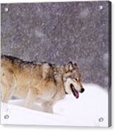 Agate Wolf 113m In Falling Snow Acrylic Print