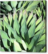 Agave Acrylic Print