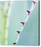 Agave Parryi Abstract Acrylic Print