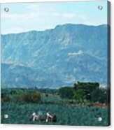 Agave Workers Acrylic Print