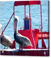 Ahoy Pelicans Acrylic Print
