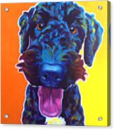 Airedoodle - Fletcher Acrylic Print