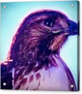 Ak-chin Red-tailed Hawk Portrait Acrylic Print