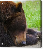 Alaska Grizzly Acrylic Print