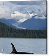 Alaska Orca Acrylic Print