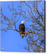 Alaskan Bald Eagle In Tree At Sunset Acrylic Print