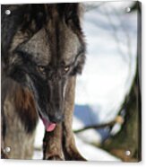 Alaskan Tundra Wolf Acrylic Print