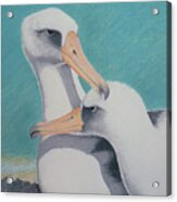 Albatros Love Acrylic Print