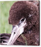 Albatross Acrylic Print