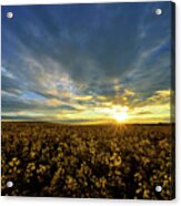 Alberta Canola Field At Sunset Acrylic Print