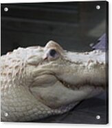 Albino Gator Acrylic Print