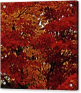 All About Maple Acrylic Print