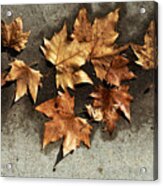 All The Leaves Are Brown Acrylic Print