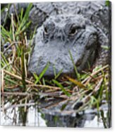 Alligator Closeup 0642a Acrylic Print