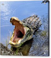 Alligator Growl Acrylic Print
