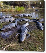 Alligators 280 Acrylic Print