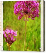 Allium Old Photo Acrylic Print