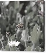 Almost Black And White Field Of Daisies Acrylic Print