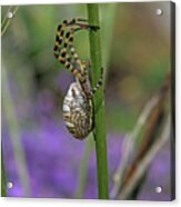 Along Came A Spider Acrylic Print