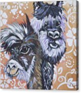 Alpaca Do-bee  Brothers Acrylic Print