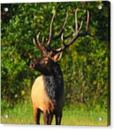 Alpha Bull Elk In Boxley Valley Acrylic Print