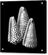 Alphabet Cone Shells Conus Spurius Acrylic Print