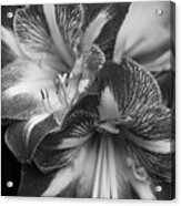 Amaryllis In Black And White Acrylic Print