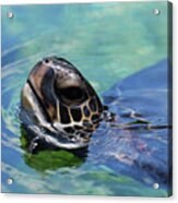 Amazing Close Up Of A Sea Turtle Swimming Acrylic Print