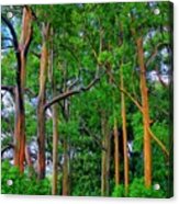 Amazing Rainbow Eucalyptus Acrylic Print