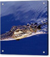 American Alligator 014 Acrylic Print