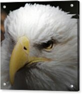 American Bald Eagle Portrait 3 Acrylic Print