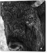 American Bison Closeup In Black And White Acrylic Print