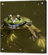 American Bullfrog Acrylic Print