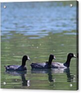 American Coots 20120416_143a Acrylic Print