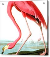 American Flamingo Acrylic Print
