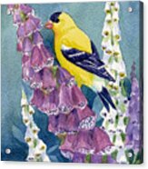 American Goldfinch And Foxgloves Acrylic Print