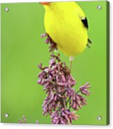 American Goldfinch Atop Purple Flowers Acrylic Print