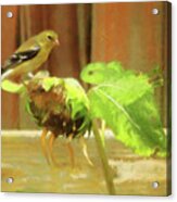 American Goldfinch On Withering Sunflower Acrylic Print